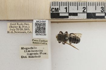 Media type: image;   Entomology 791130 Aspect: Labels